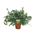 Farn Phlebodium aureum ‘Blue Star’ - Ø17cm - ↕60 cm
