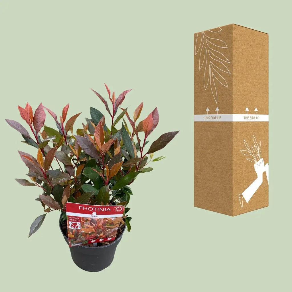 Glanzmispel ‘Red Robin’ (Photinia × fraseri) 'Chico'® | [P13-H20] - Pille Gartenwelt
