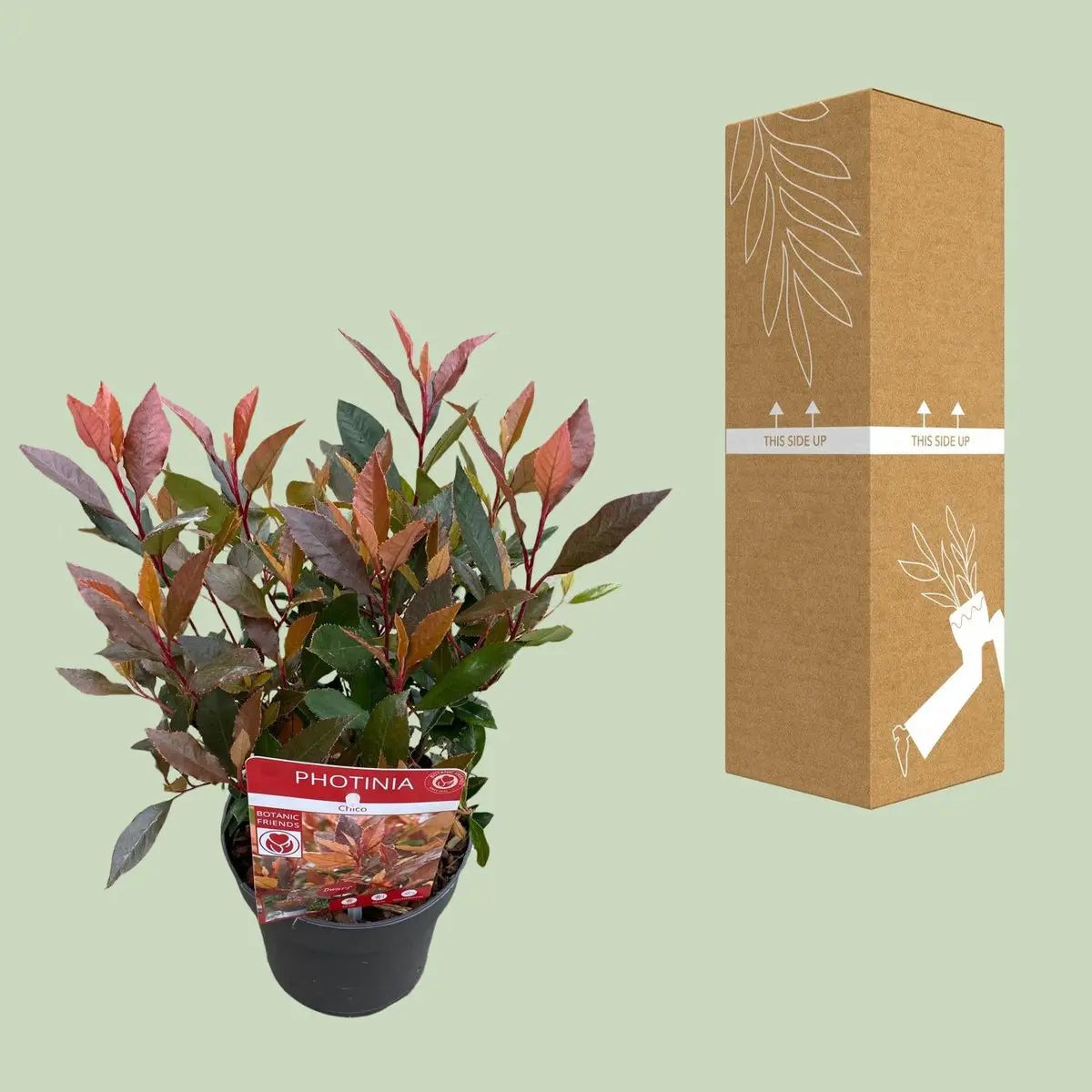 Glanzmispel ‘Red Robin’ (Photinia × fraseri) 'Chico'® | [P13-H20] - Pille Gartenwelt