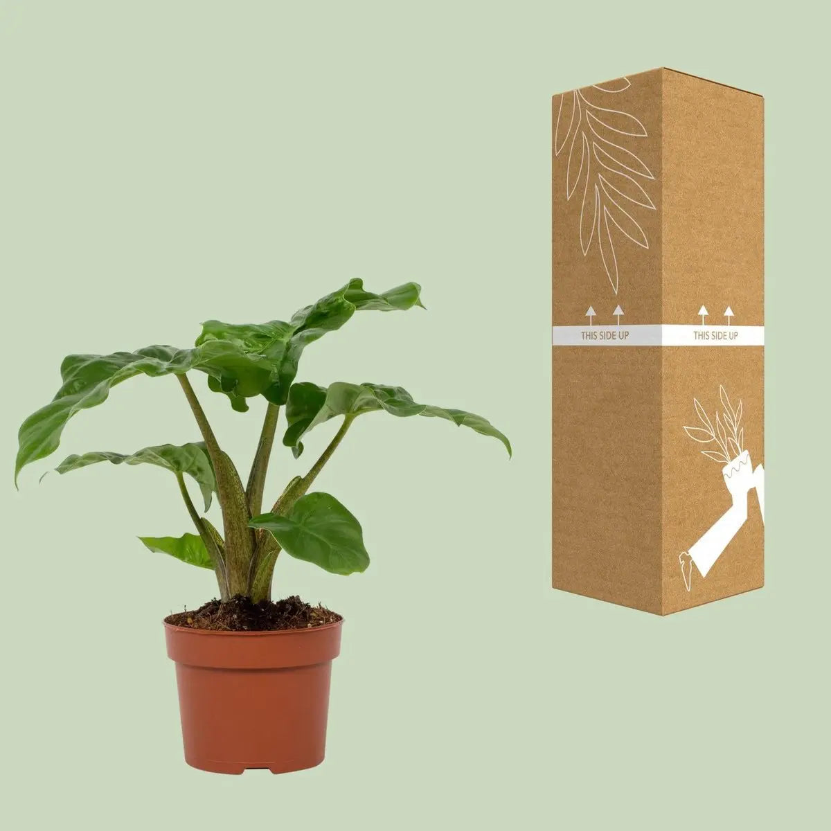 Alocasia Low Rider 12cm | [P12-H30] |  Kompaktes Elefantenohr