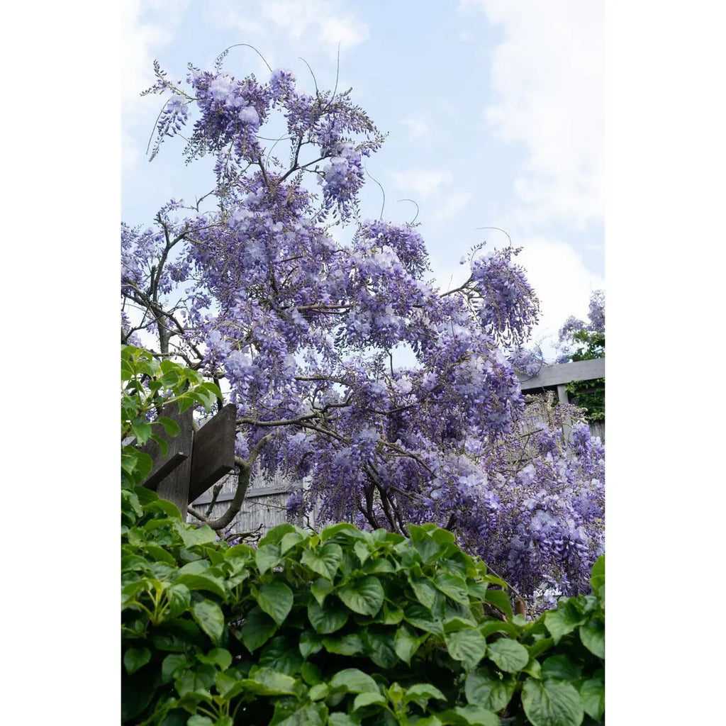 Wisteria sinensis 'prolific' - blauer Regen - Ø15 cm - ↕65 cm - Pille Gartenwelt