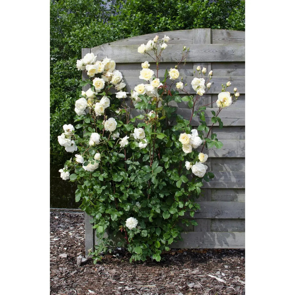 Rosa Crazy in Love 'Vanille' - Creme Kletter-Rose - Ø15cm - ↕65cm - Pille Gartenwelt