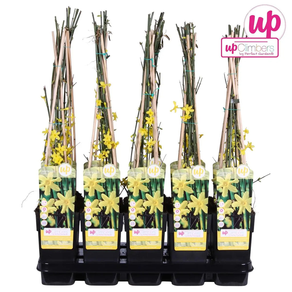 WInterjasmin Jasminum nudiflorum - Ø15cm - ↕65 cm - Pille Gartenwelt