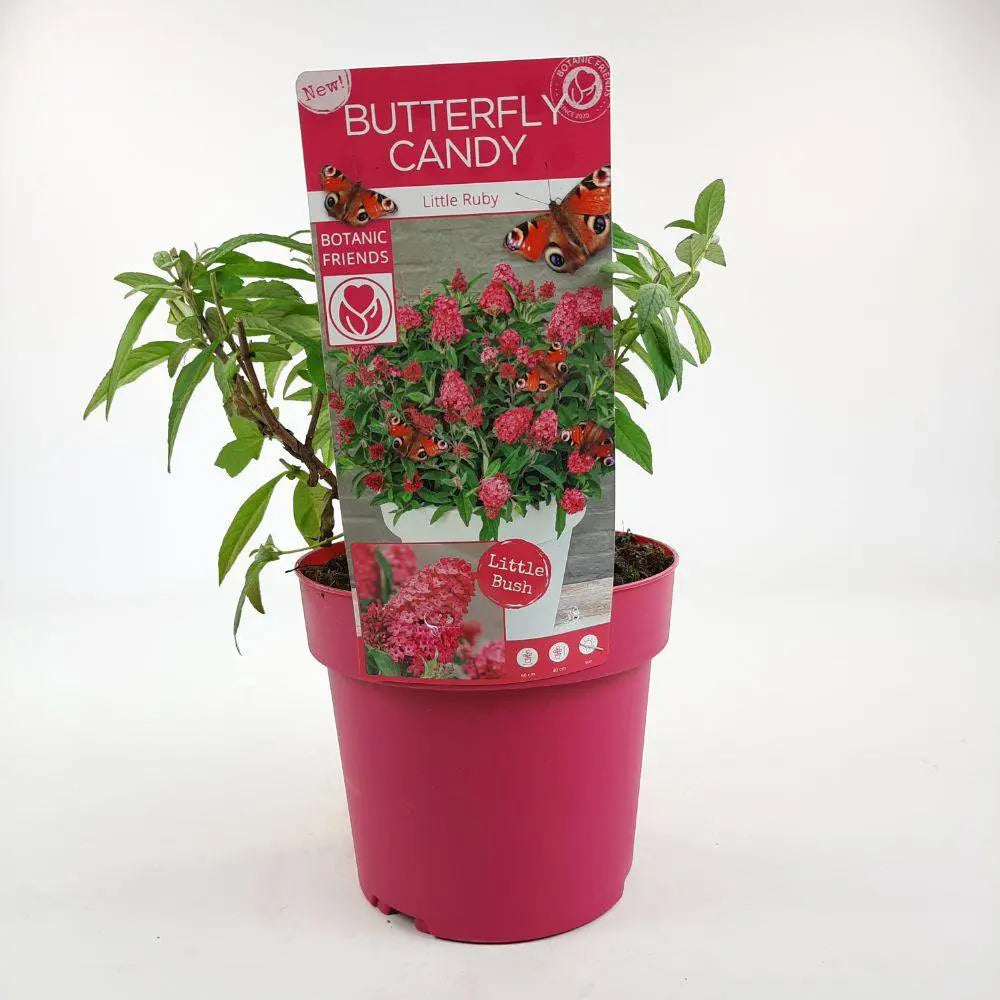 Buddleja Dav. 'Butterfly Candy Little Ruby'® - ↕25 cm - Ø19cm - Pille Gartenwelt
