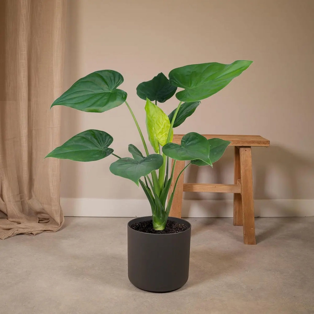 Alocasia Cucullata - Elefantenohr - Ø19cm -↕ 55cm MEERgroothandel Planten