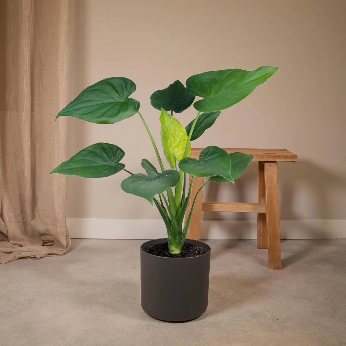 Alocasia Cucullata - Elefantenohr - Ø19cm -↕ 55cm MEERgroothandel Planten