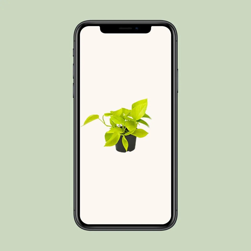 Epipremnum Golden Pothos - Scindapsus - Ø12 - ↕15 cm