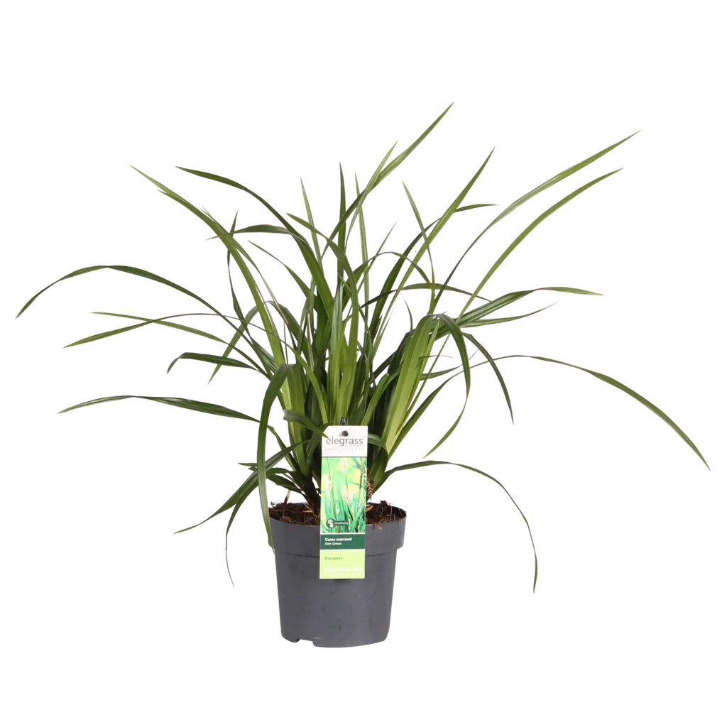 Carex Morrowii Irish Green - Ø14 cm - ↕30 cm | Zier-Gras