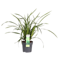 Carex Morrowii Irish Green - Ø14 cm - ↕30 cm | Zier-Gras