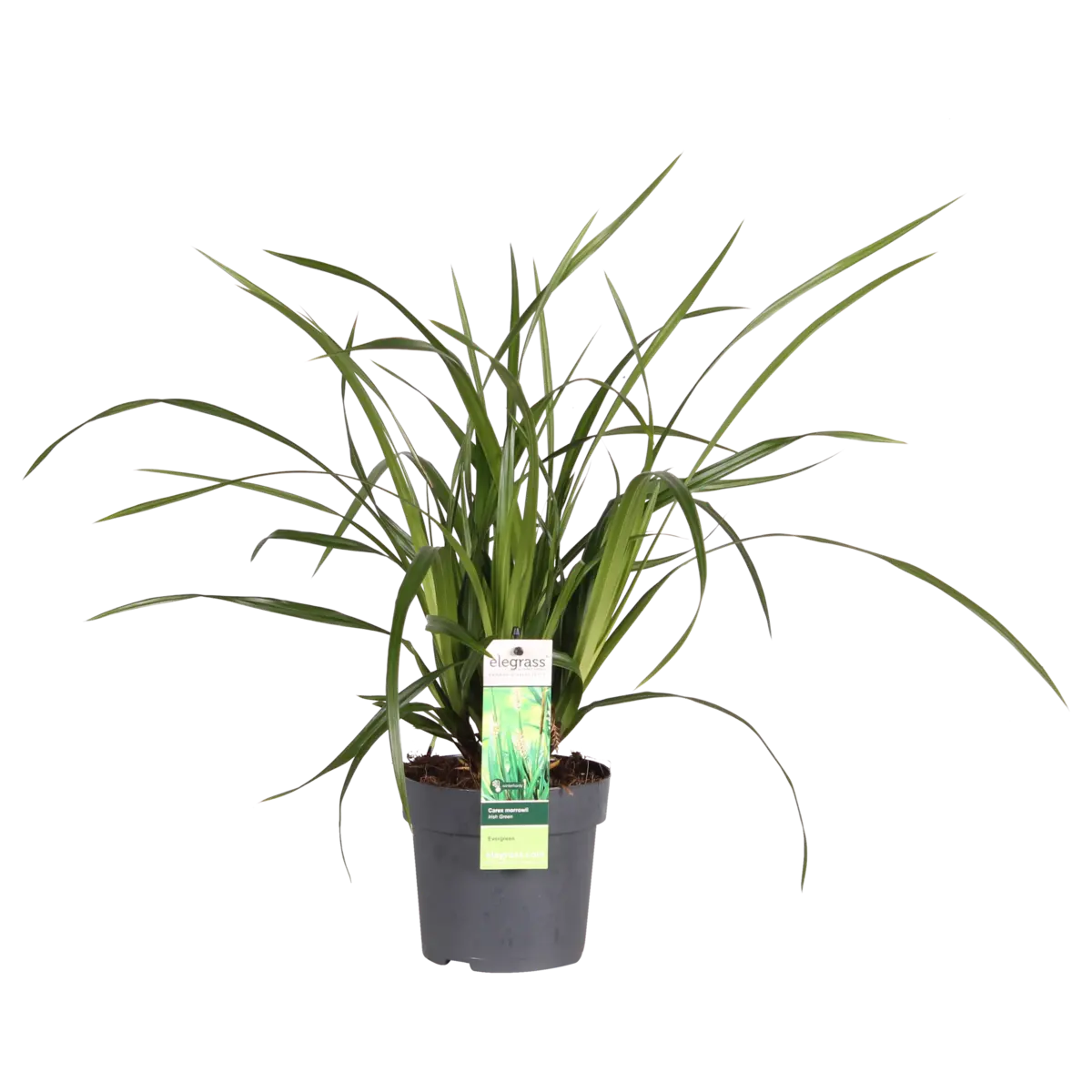 Carex Morrowii Irish Green - Ø14 cm - ↕30 cm | Zier-Gras