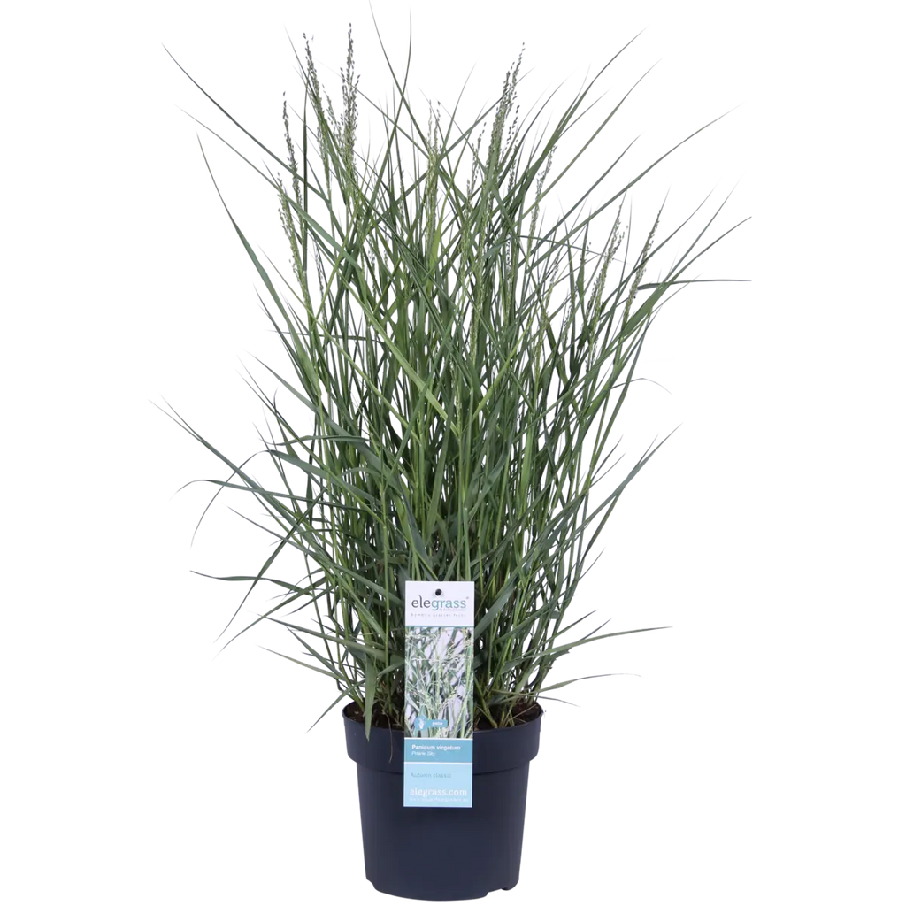 Panicum virgatum 'Prairie Sky' - Ø19cm - ↕50cm |  Rutenhirse | Zier-Gras - Pille Gartenwelt