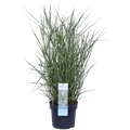 Panicum virgatum 'Prairie Sky' - Ø19cm - ↕50cm |  Rutenhirse | Zier-Gras - Pille Gartenwelt