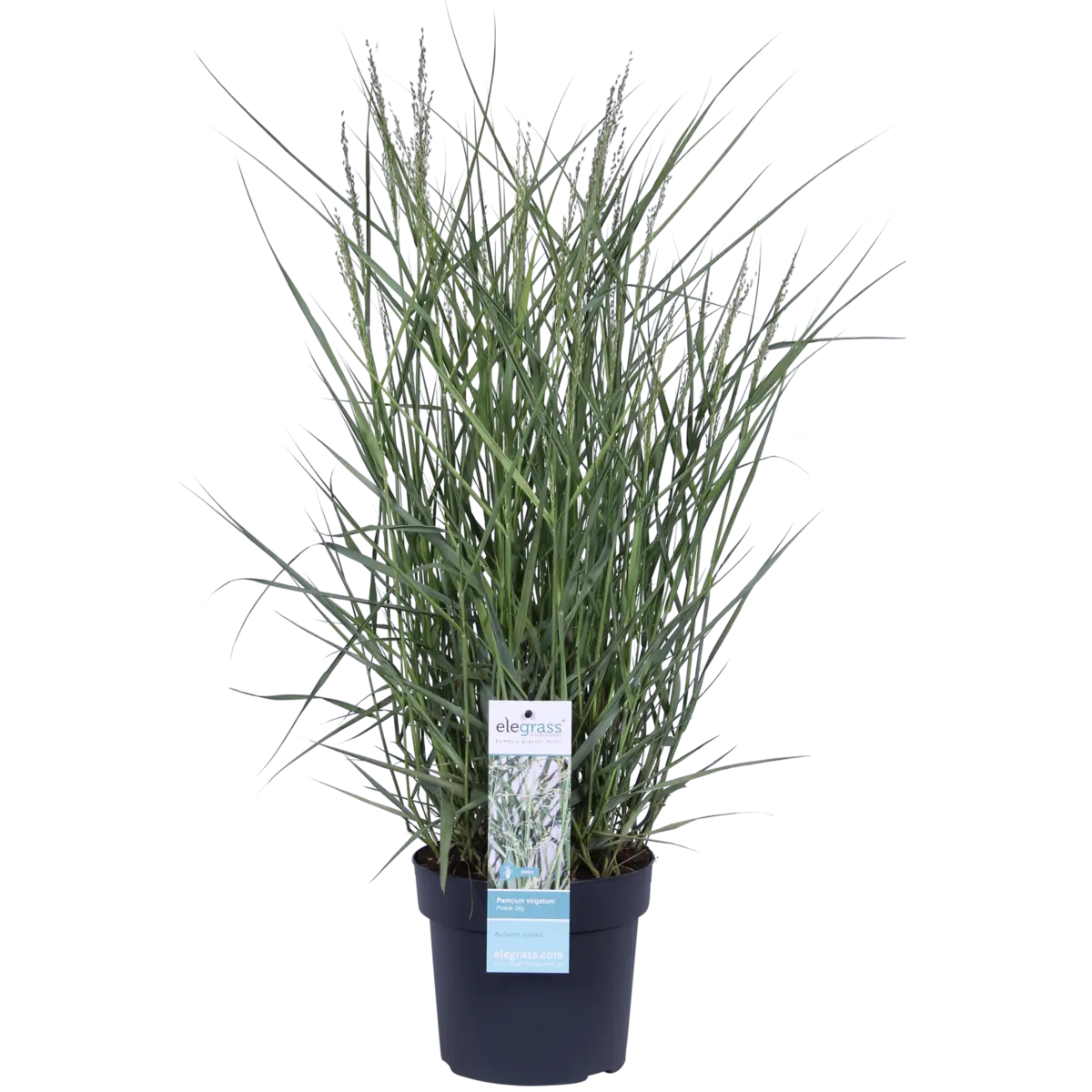 Panicum virgatum 'Prairie Sky' - Ø19cm - ↕50cm |  Rutenhirse | Zier-Gras - Pille Gartenwelt
