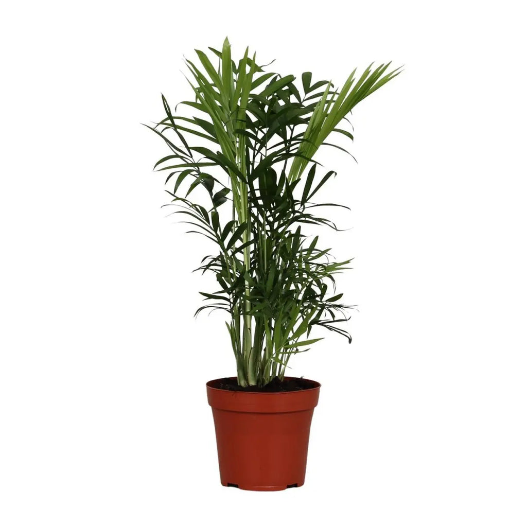 Chamaedorea elegans Ø12 cm – ca. 40 cm, Berg-Palme, pflegeleicht - Pille Gartenwelt