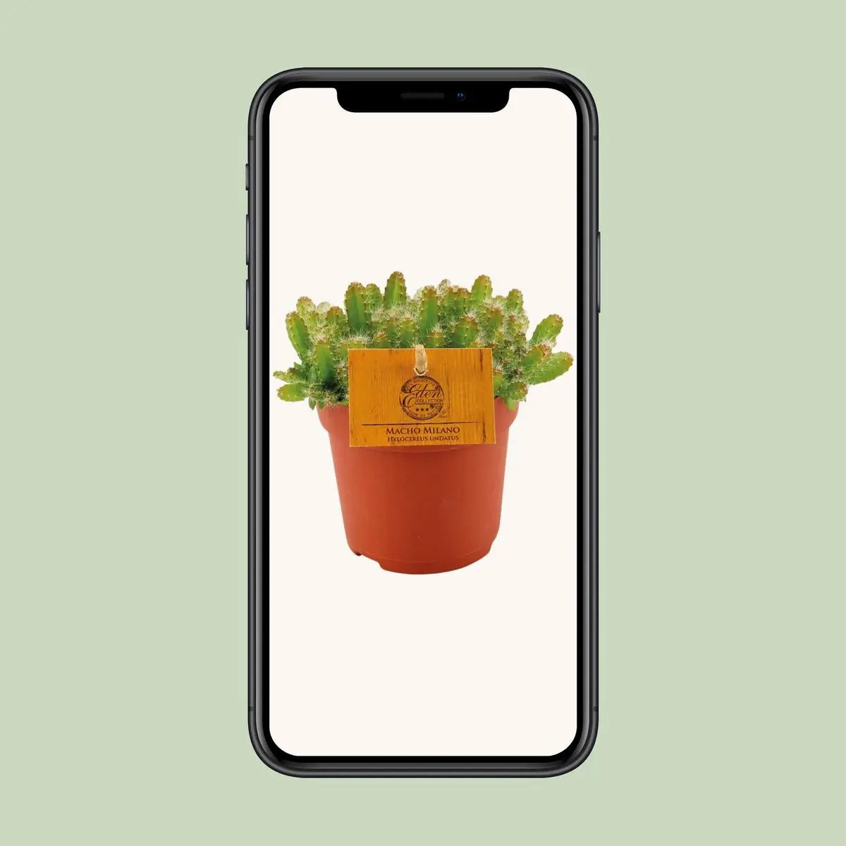Hylocereus undatus - Ø11cm - ↕15cm MEERgroothandel Planten