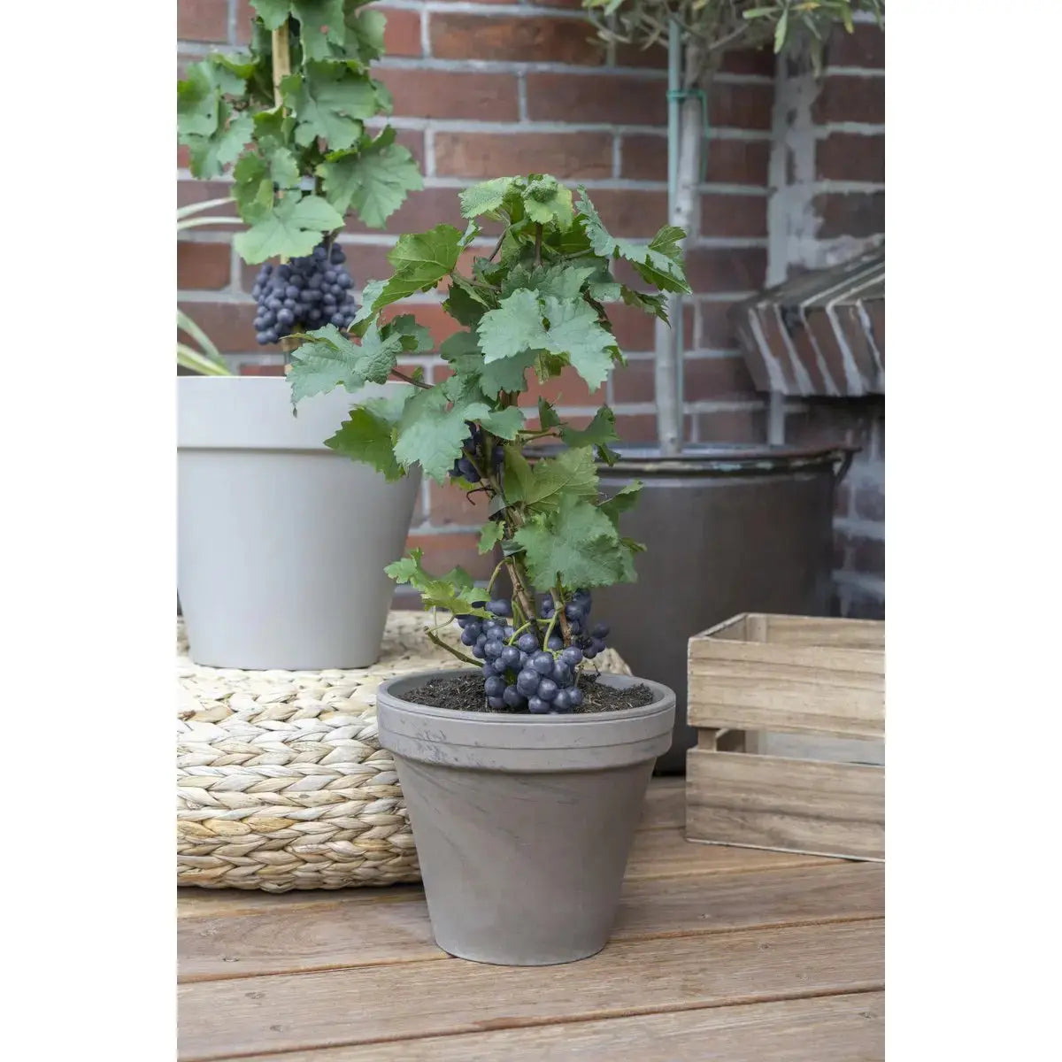 3x - vitis pixie 'pinot noir' - ↨30cm - Ø14 MEERgroothandel Planten