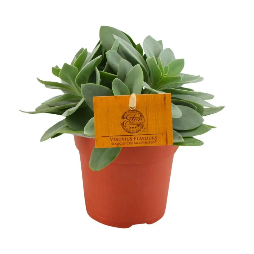 Senecio cephalophorus - Ø10,5 cm - ↕15 cm