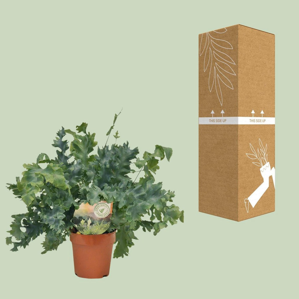 Golden Polypody Farn Ø12 cm ca. 35 cm Zimmerfarn goldgrün pflegeleicht