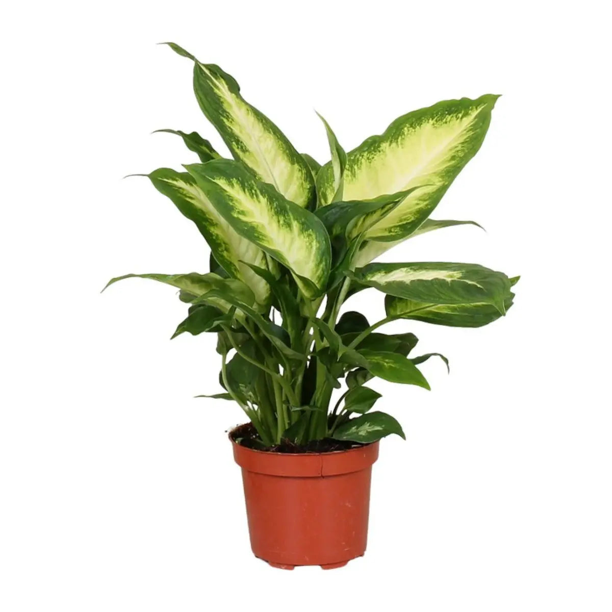 Dieffenbachia Camilla im Ø12 cm Topf freigestellt auf weißem Hintergrund