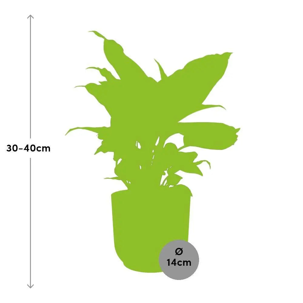 dieffenbachia-camilla-elho-rose-14cm-groessenvergleich-lieferung