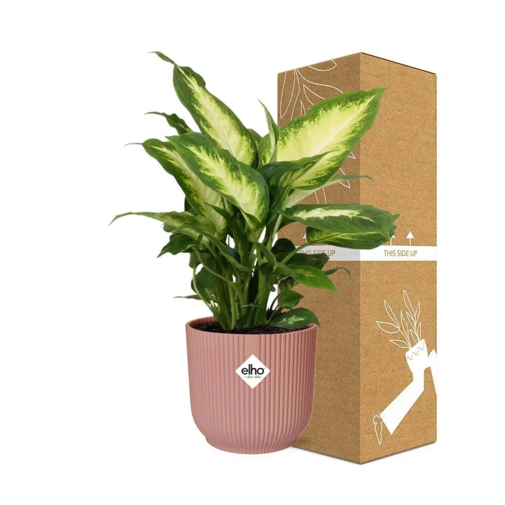 dieffenbachia-camilla-elho-rose-14cm-sichere-versandverpackung