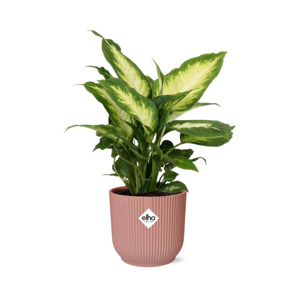 Dieffenbachia Camilla im Elho Vibes Fold Übertopf rosé Ø14 cm freigestellt auf weißem Hintergrund
