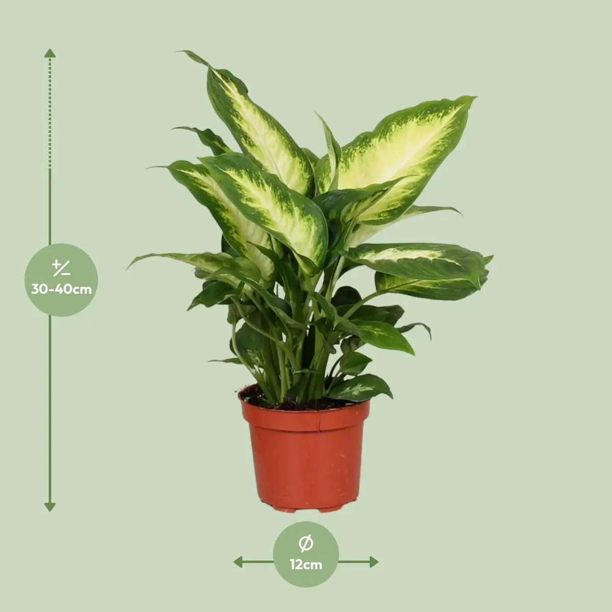 Dieffenbachia Camilla Lieferhöhe ca. 35 cm – Größenvergleich bei Lieferung