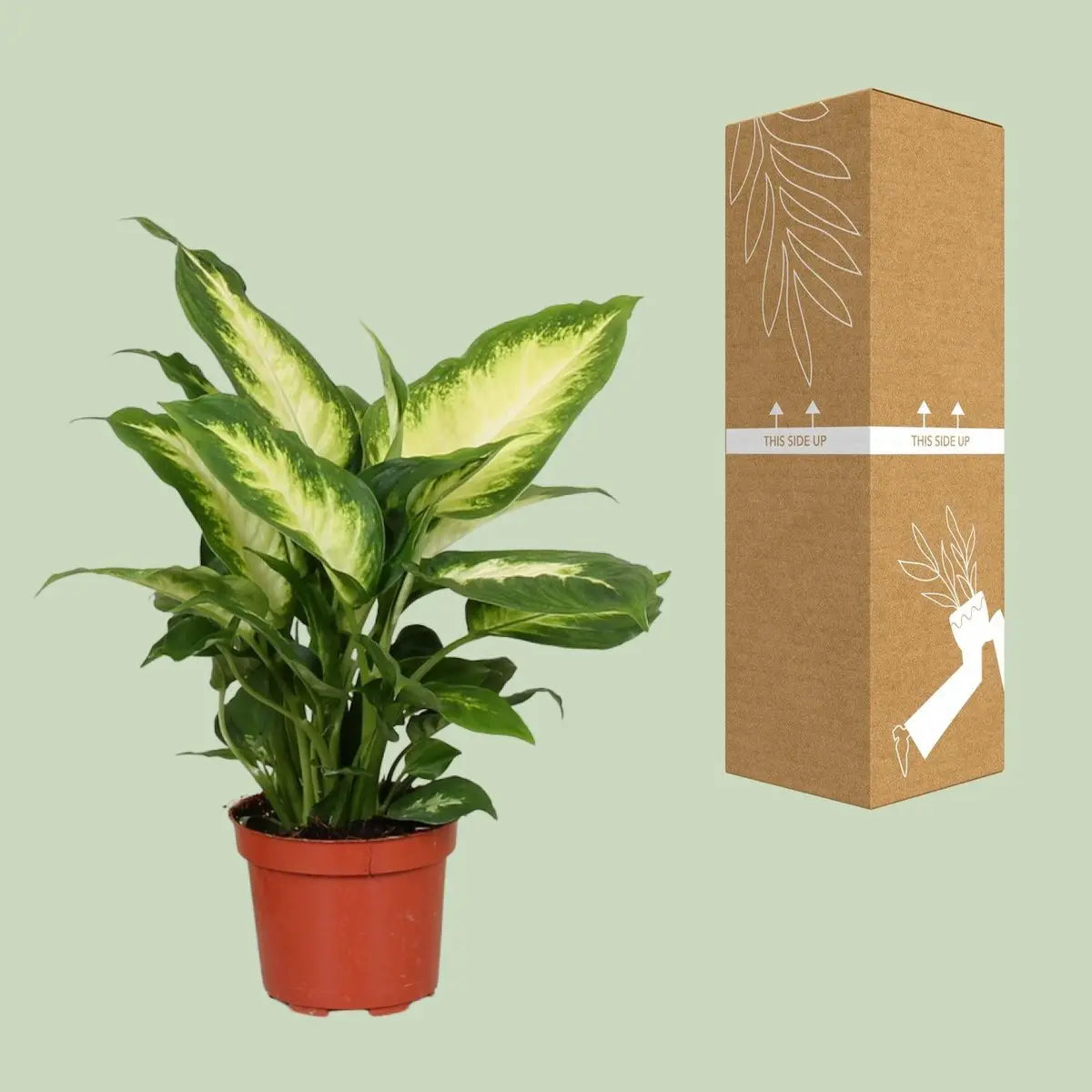 Dieffenbachia Camilla neben bruch- und transportsicherer Versandverpackung