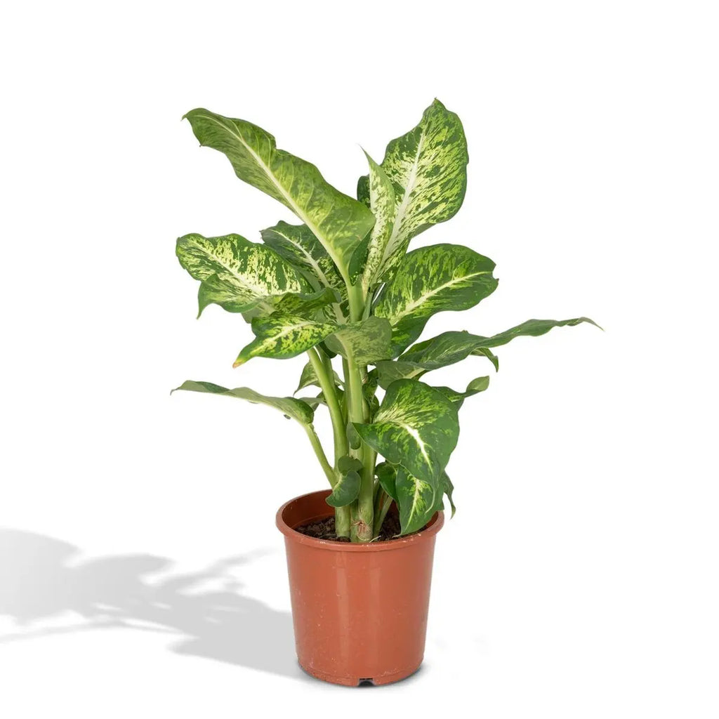 Dieffenbachia Mars im Ø17 cm Topf, ca. 50 cm freigestellt auf weißem Hintergrund