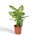 Dieffenbachia Mars im Ø17 cm Topf, ca. 50 cm freigestellt auf weißem Hintergrund