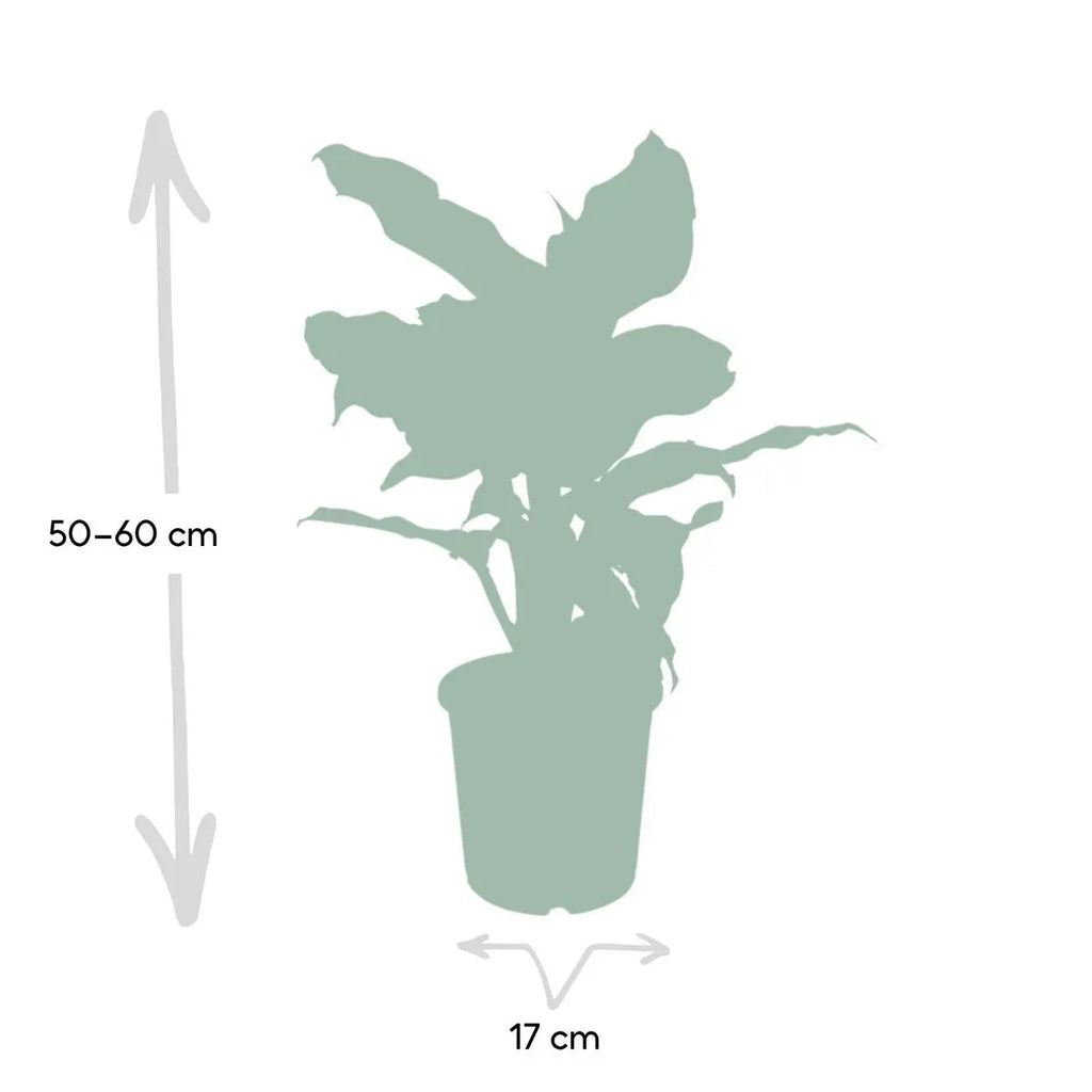 dieffenbachia-mars-17cm-50cm-groessenvergleich-lieferung