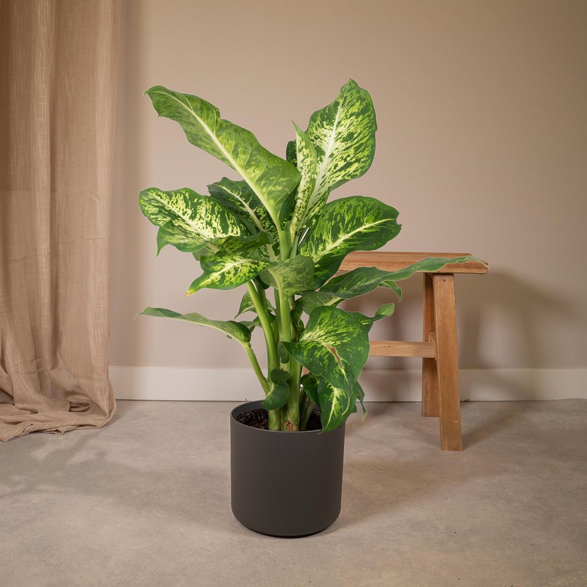 Dieffenbachia Mars Lieferhöhe ca. 50 cm in Wohnzimmer dekoriert mit anthrazitem Übertopf