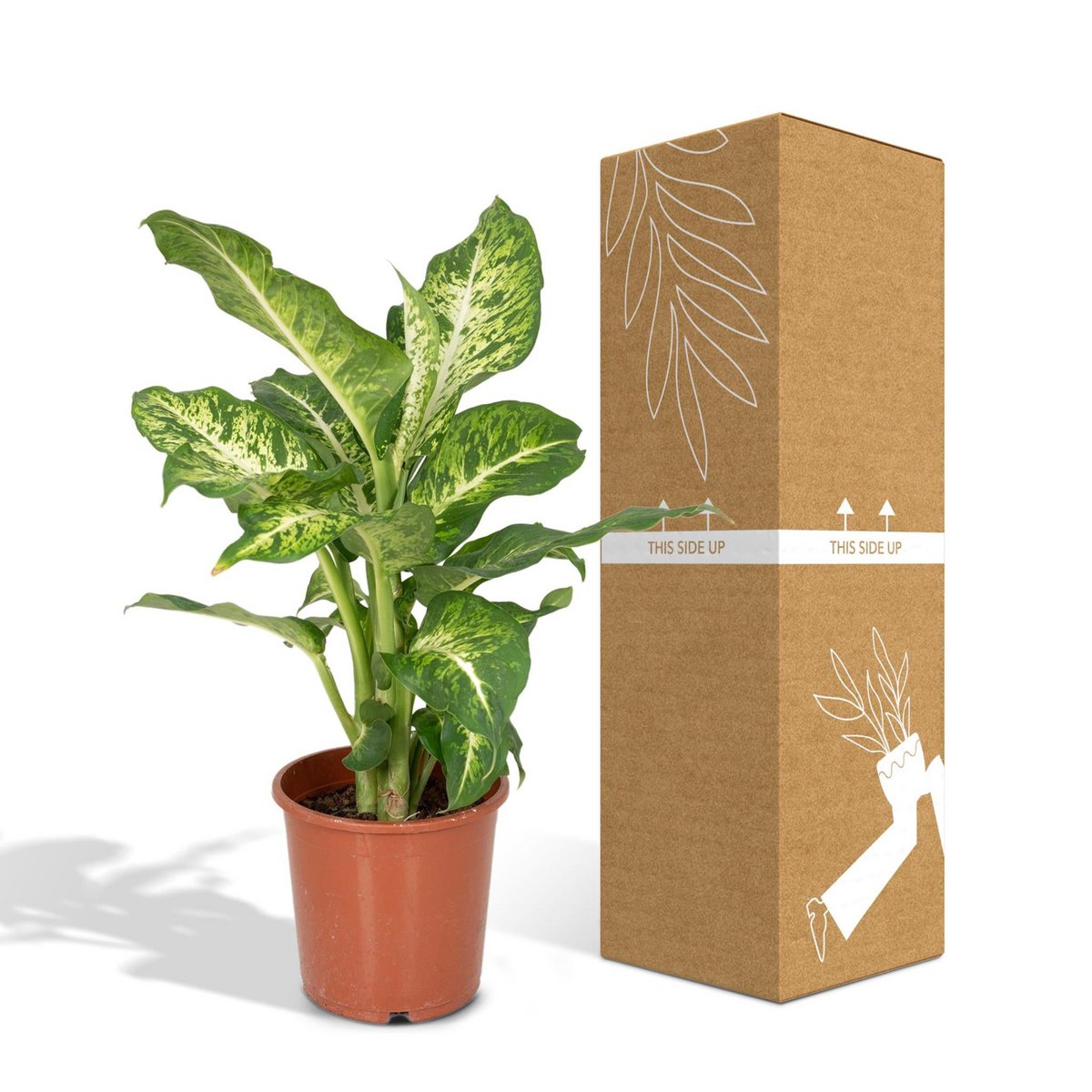 dieffenbachia-mars-17cm-sichere-versandverpackung