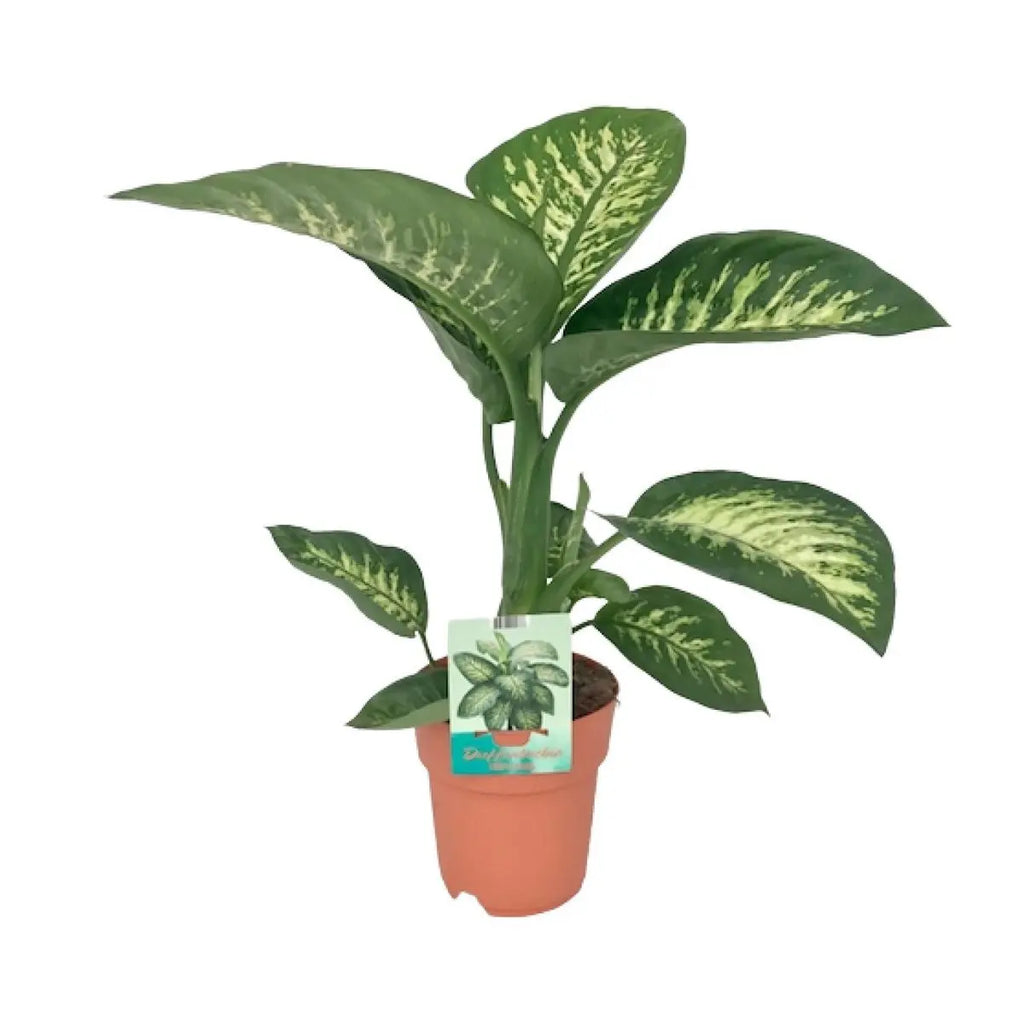 Grün-weiße Blattzeichnung der Dieffenbachia Tropic Snow in Nahaufnahme