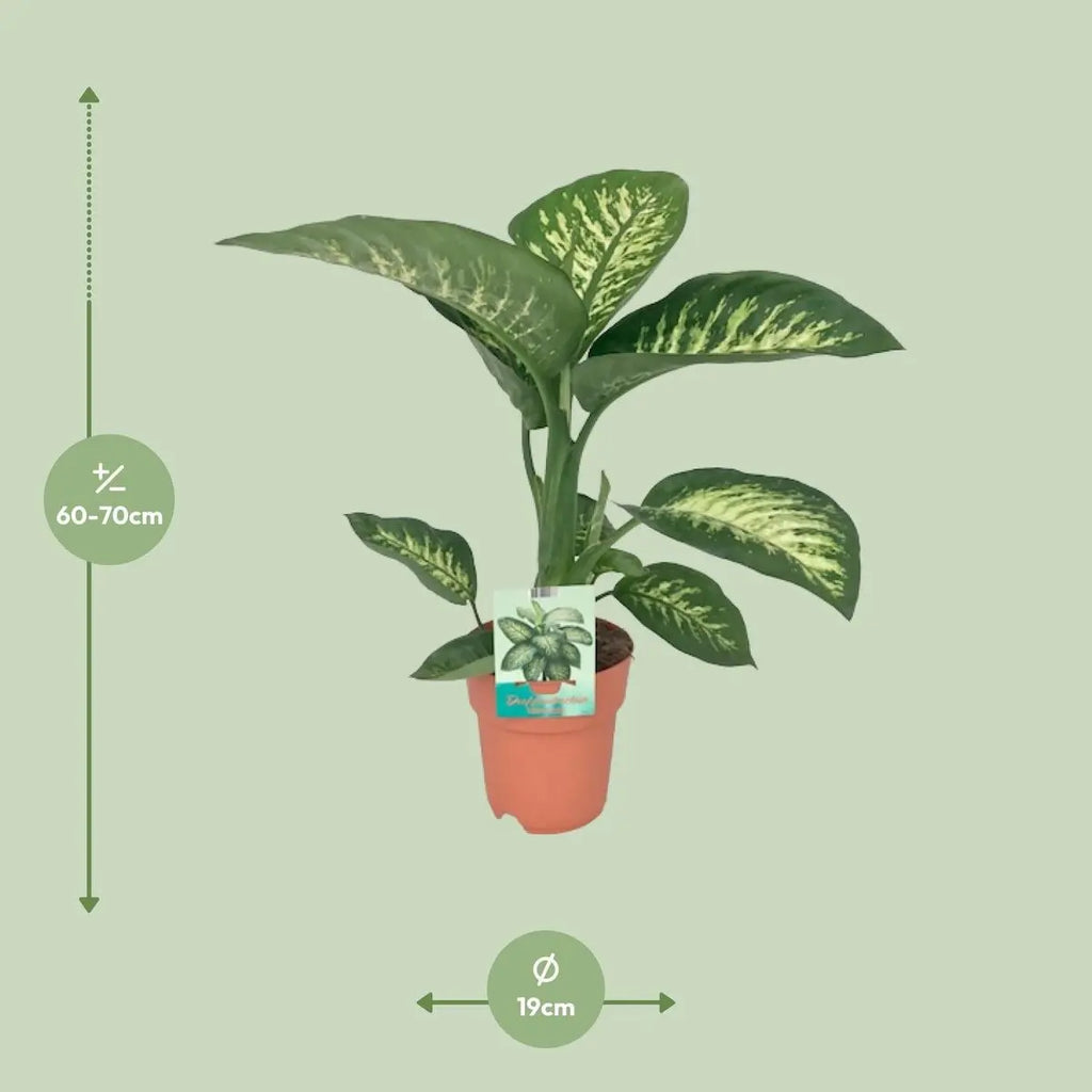 Dieffenbachia seguine Tropic Snow im Ø19 cm Topf, ca. 70 cm hoch