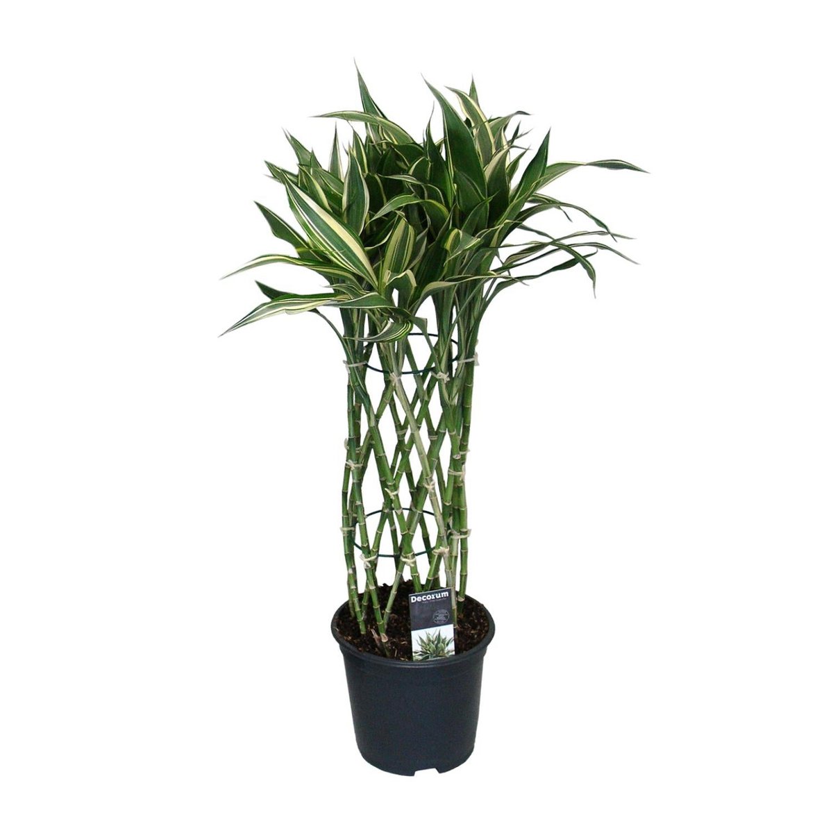Dracaena Godsefiana Ø19 cm ca. 75 cm freigestellt auf weißem Hintergrund