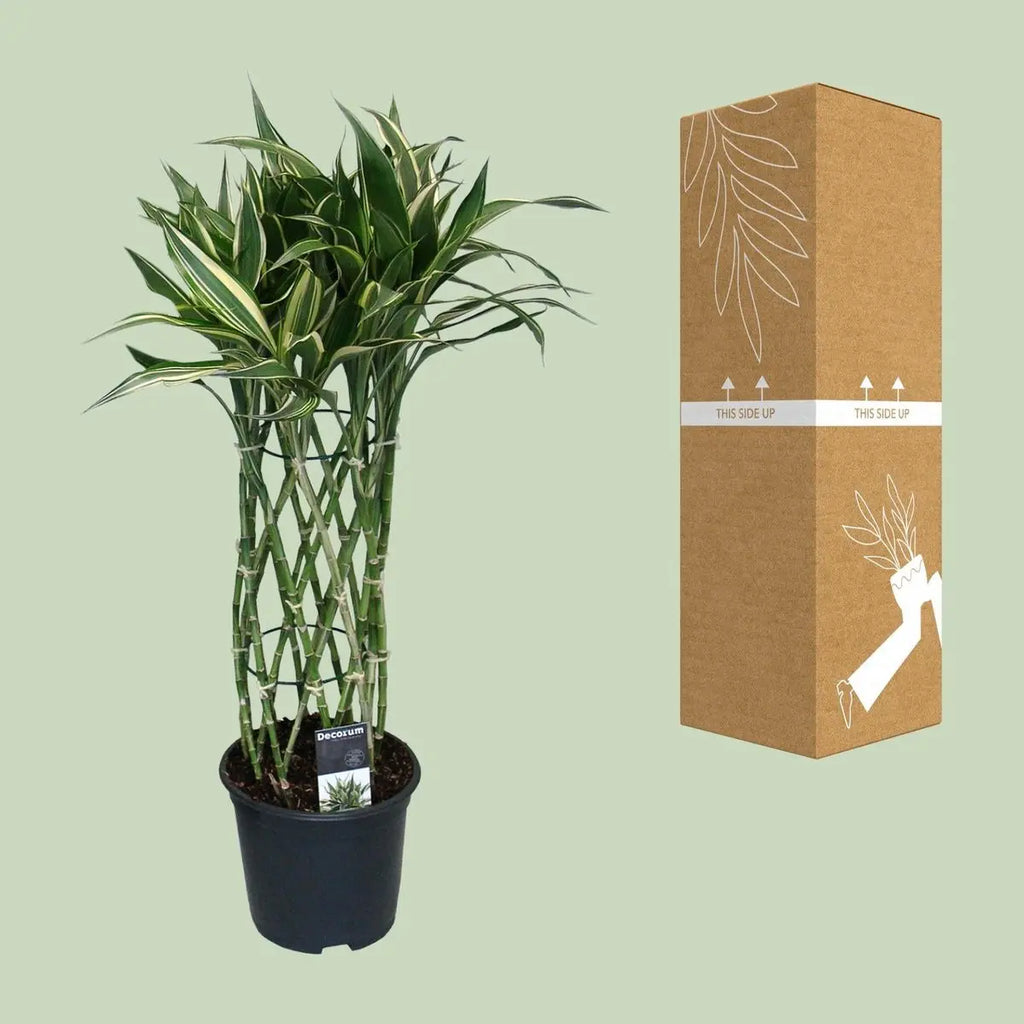 Dracaena Godsefiana Ø19 cm neben bruch- und transportsicherer Versandverpackung