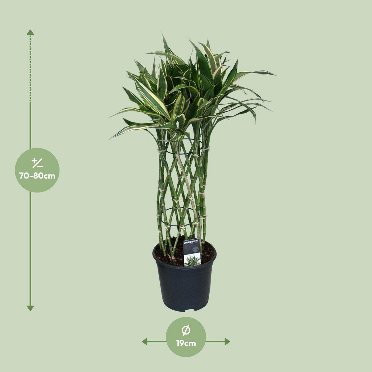 dracaena-godsefiana-75cm-groessenvergleich-lieferung