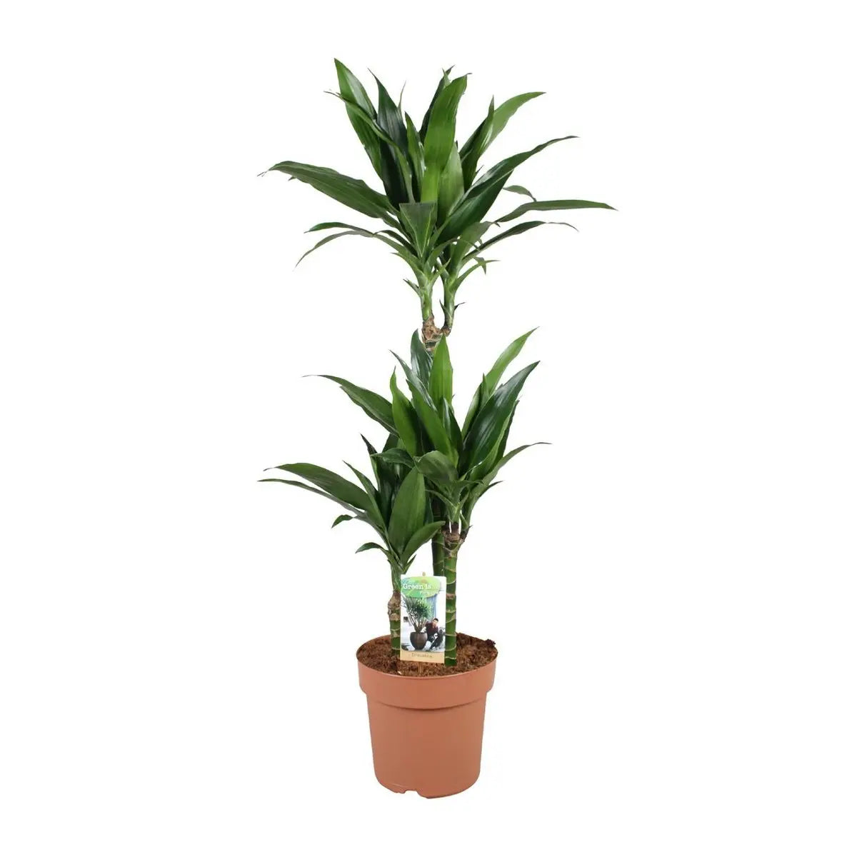 Dracaena Janet Craig – lange bogig geschwungene sattgrüne Blätter im Detail