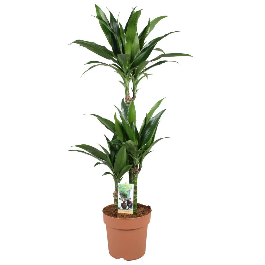 Dracaena Janet Craig Ø21 cm ca. 100 cm – Drachenbaum Zimmerpflanze Gesamtansicht