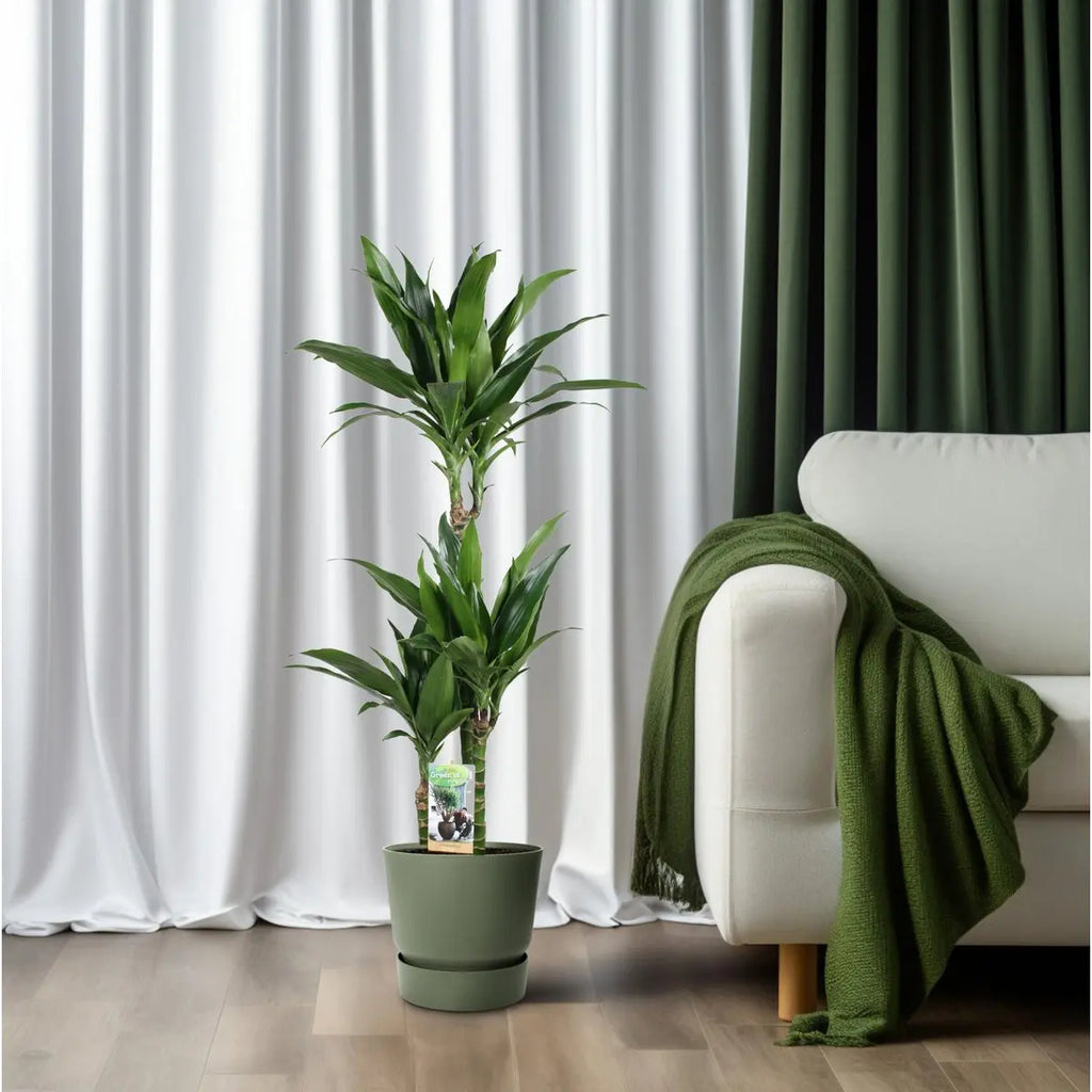 Dracaena Janet Craig Standort – hell bis halbschattig mit indirektem Licht im Wohnraum