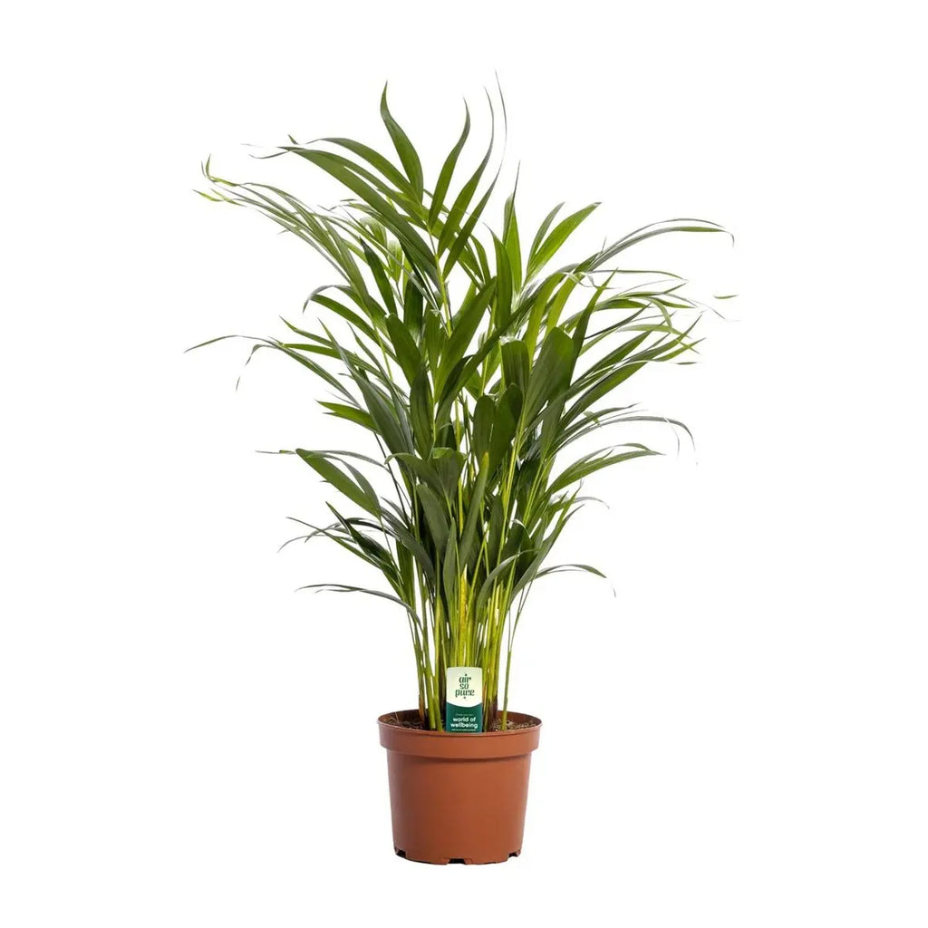 Dypsis lutescens (Areca-Palme) im Ø17 cm Topf freigestellt auf weißem Hintergrund, ca. 65 cm