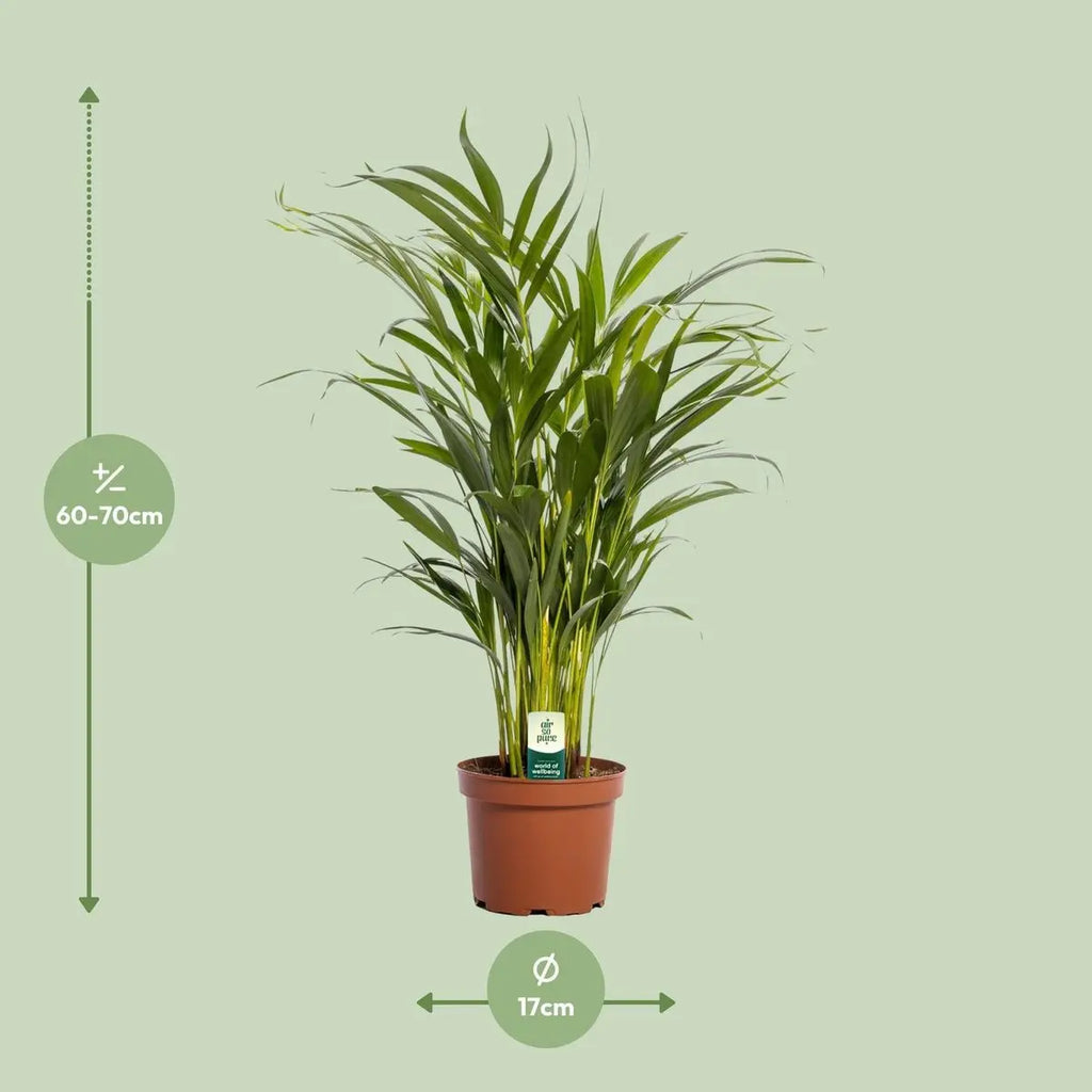 Dypsis lutescens Lieferhöhe ca. 65 cm – Größenvergleich bei Lieferung