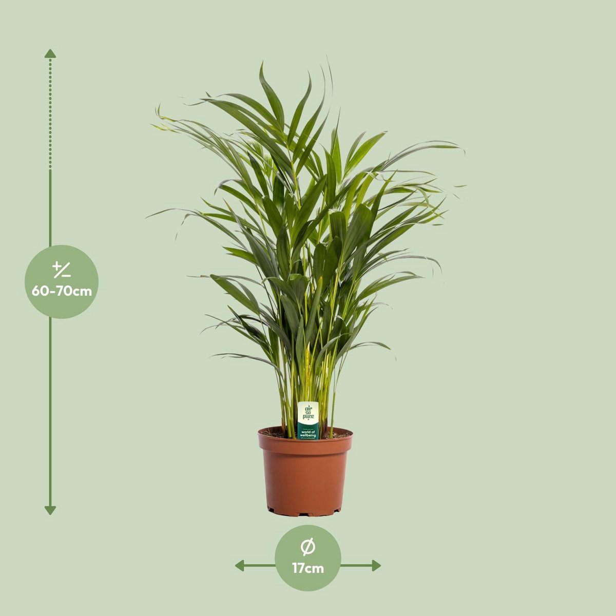Dypsis lutescens Lieferhöhe ca. 65 cm – Größenvergleich bei Lieferung