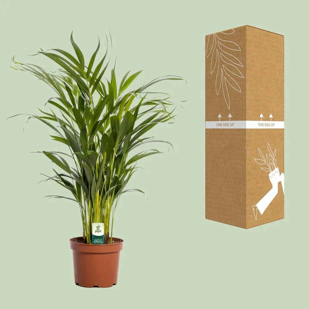 Dypsis lutescens (Areca-Palme) neben bruch- und transportsicherer Versandverpackung