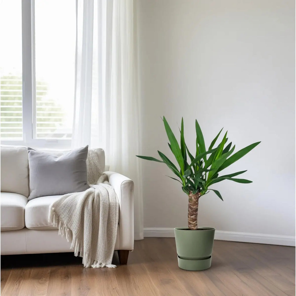 Yucca - Ø14cm - ↕60 cm MEERgroothandel Planten