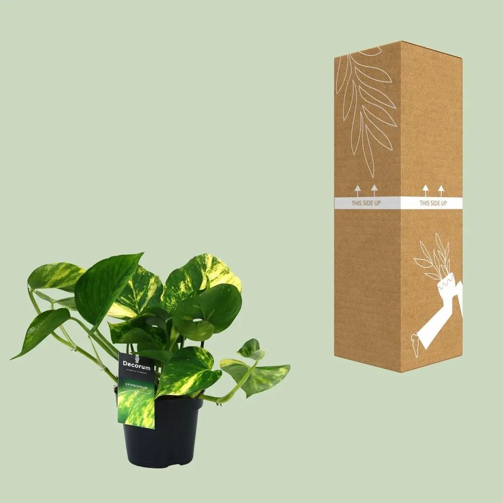 Promo - Scindapsus (Epipremnum) Orange - Ø12CM - ↕25 cm MEERgroothandel Planten