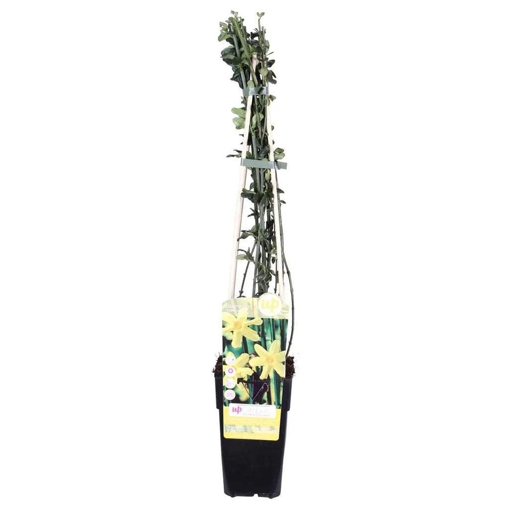 WInterjasmin Jasminum nudiflorum - Ø15cm - ↕65 cm - Pille Gartenwelt