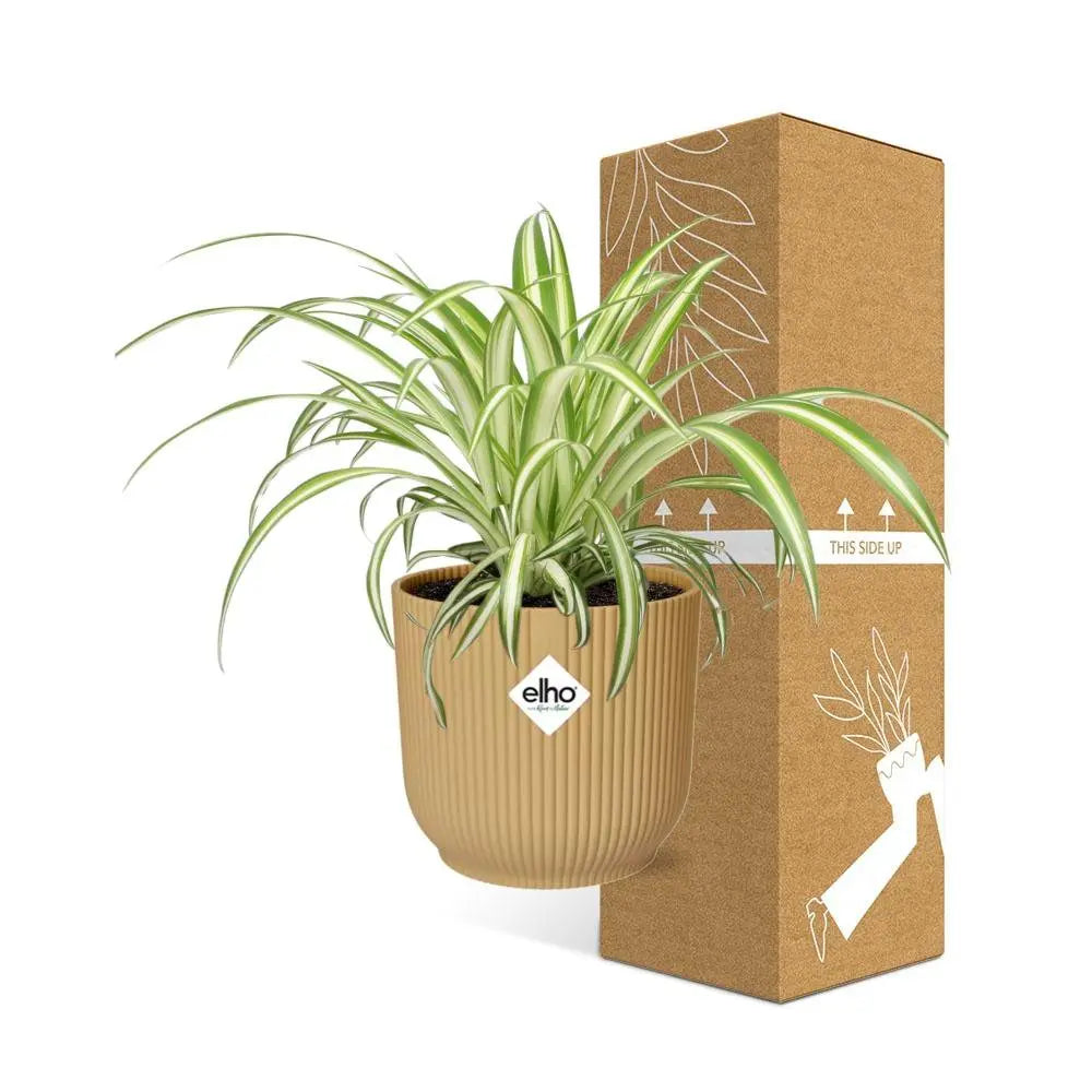 Chlorophytum comosum variegatum in Elho -Vibes Falten Sie 14 cm Geel MEERgroothandel Planten