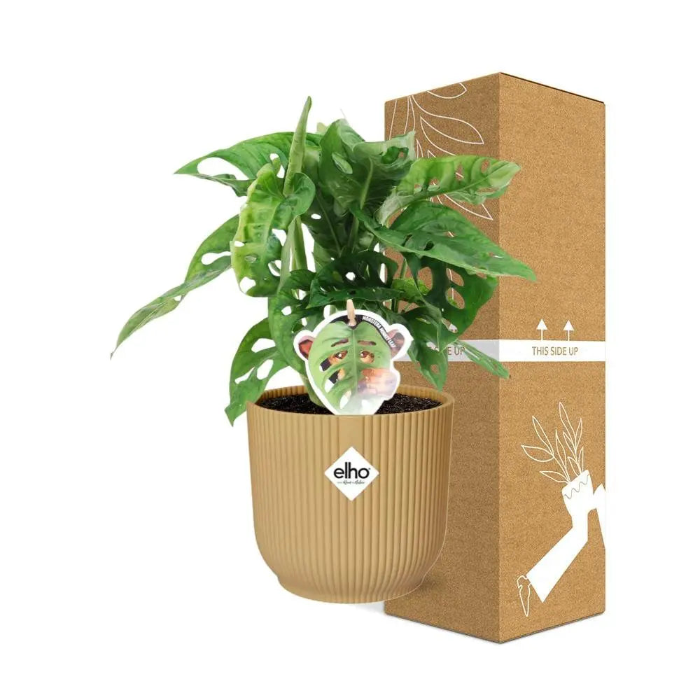 Monstera „Monkey Leaf“ in Elho Vibes Falten Sie 14 cm Geel MEERgroothandel Planten
